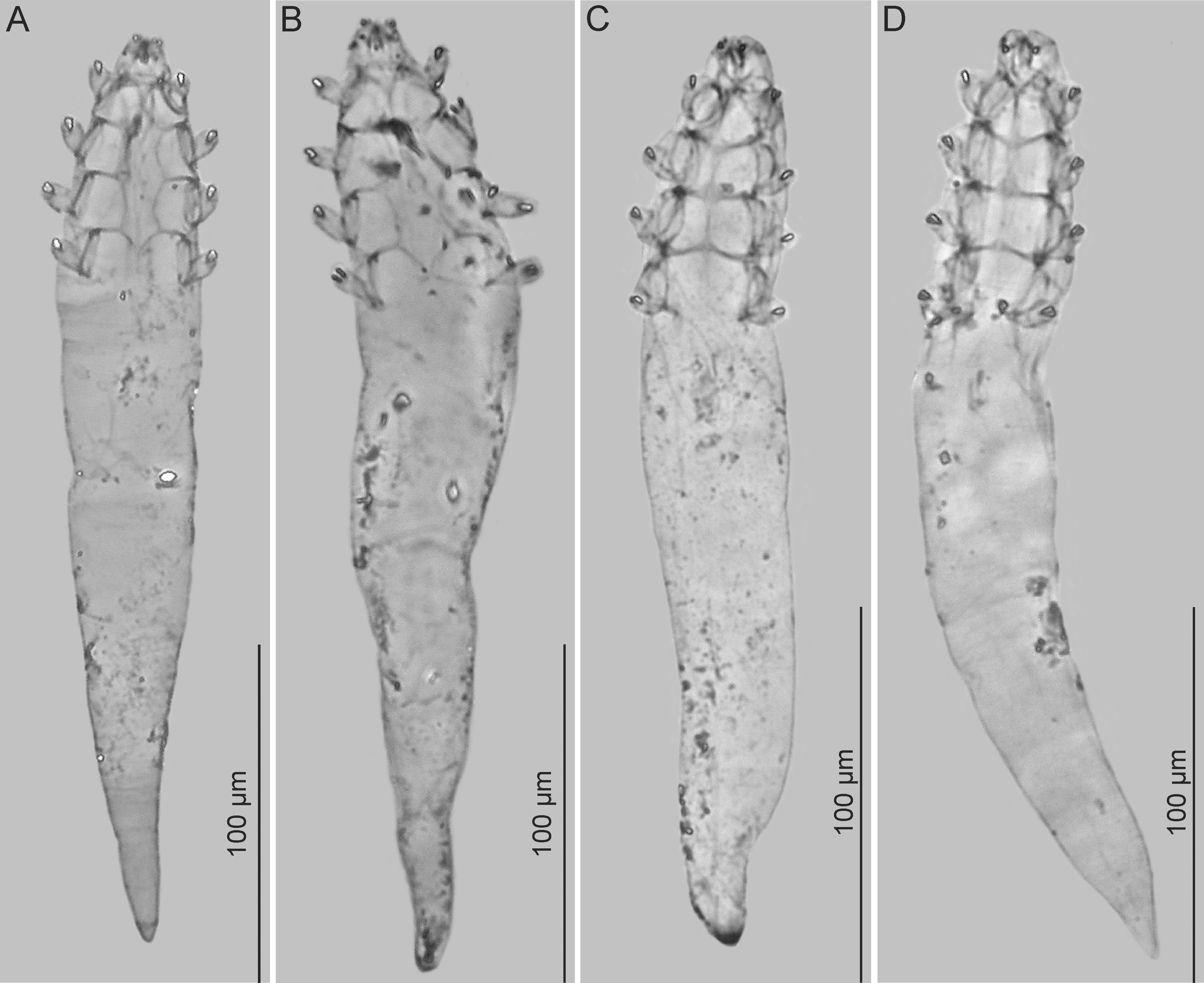 Adult And Immature Stages Of The New Species Of The Genus Demodex Acariformes Demodecidae