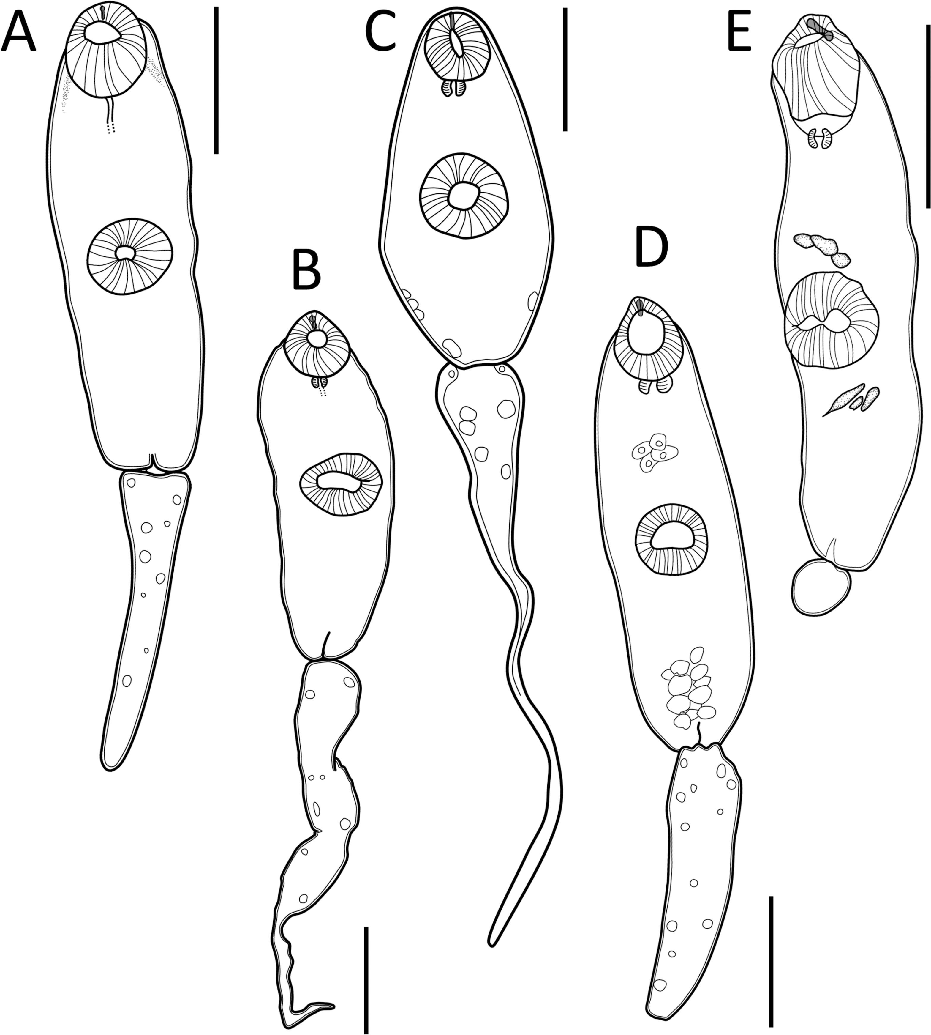 Molecular and Morphological Discrimination of Dicrocoeliid Larvae ...