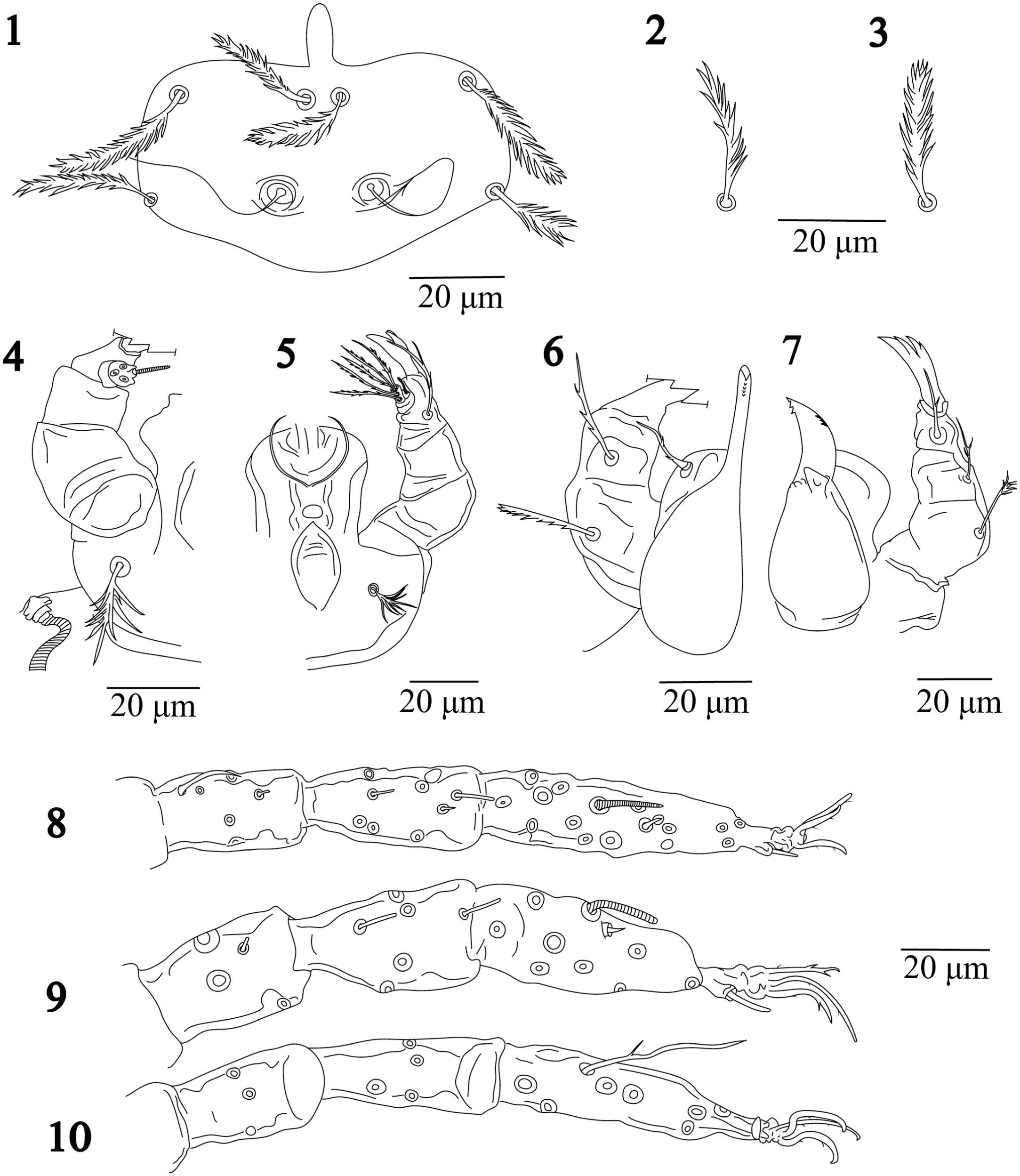 A New Species of Morelacarus (Acariformes: Prostigmata ...