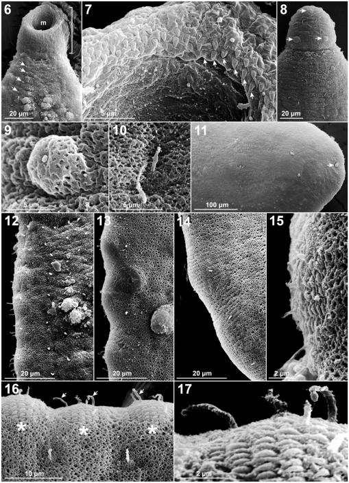 Neotropical Turtle Blood Flukes Two New Genera And Species From The Amazon River Basin With A Key To Genera And Comments On A Marine Derived Parasite Lineage In South America