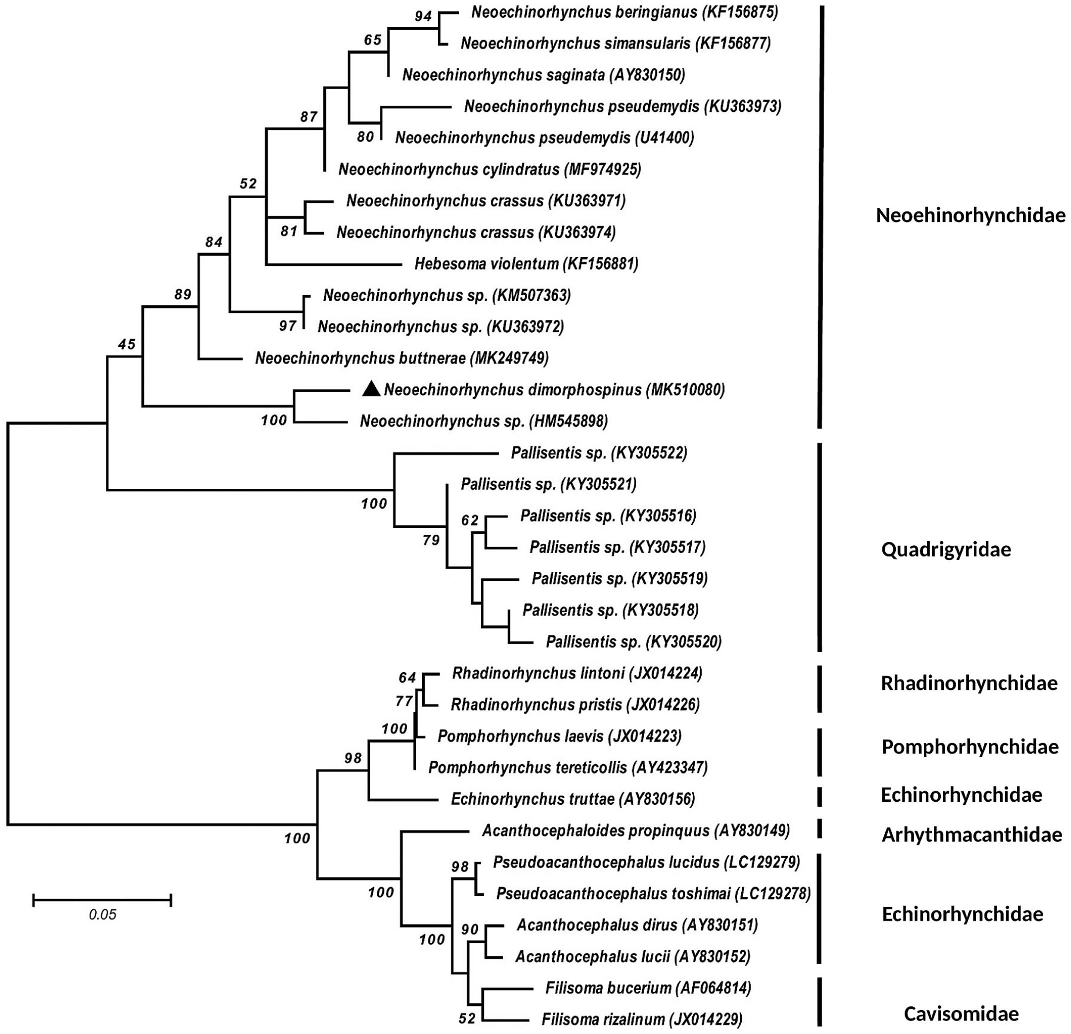 On Three Species of Neoechinorhynchus (Acanthocephala ...