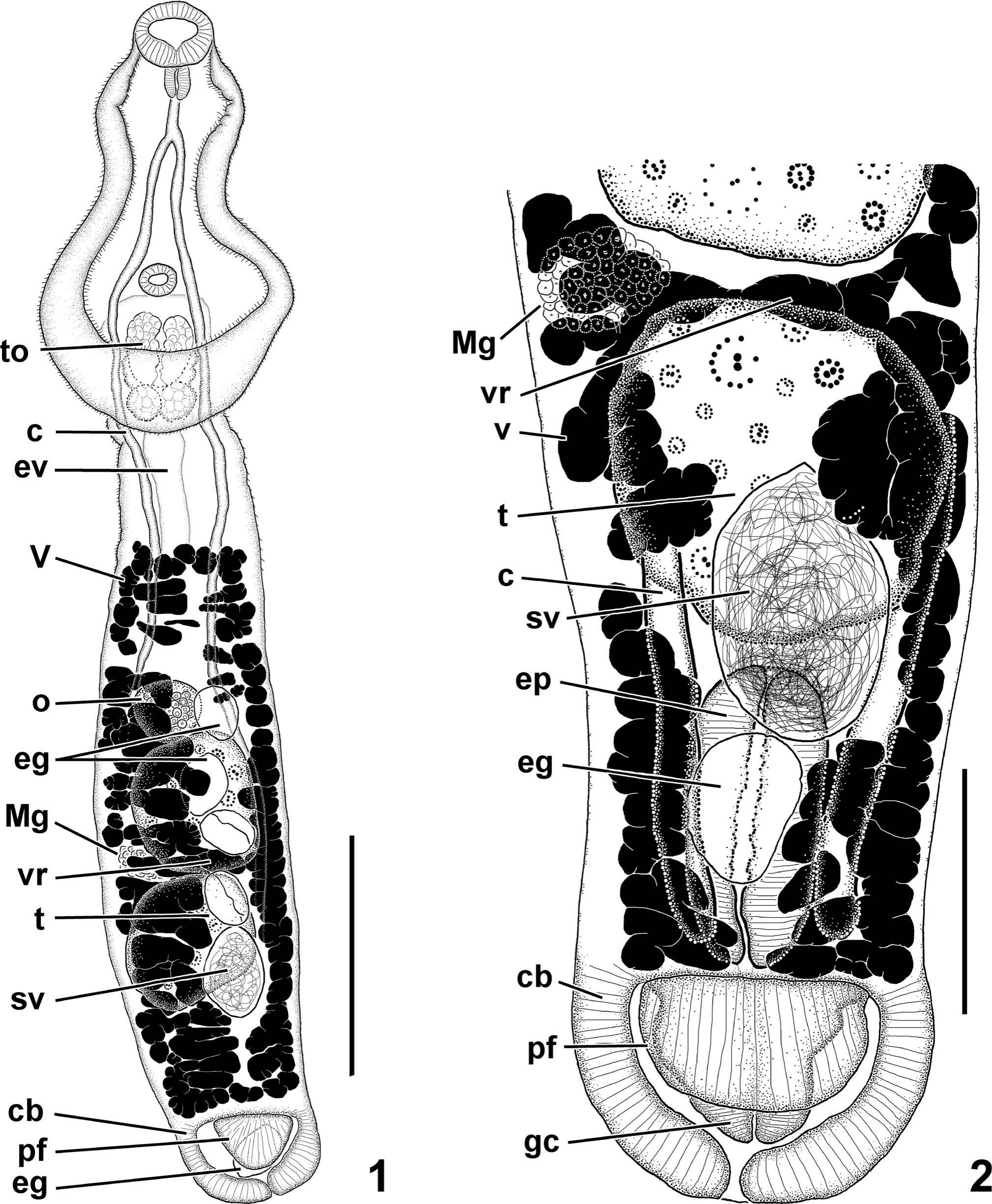 Phylogenetic Affinities of Uvulifer Spp. (Digenea: Diplostomidae) in the  Americas with Description of Two New Species from Peruvian