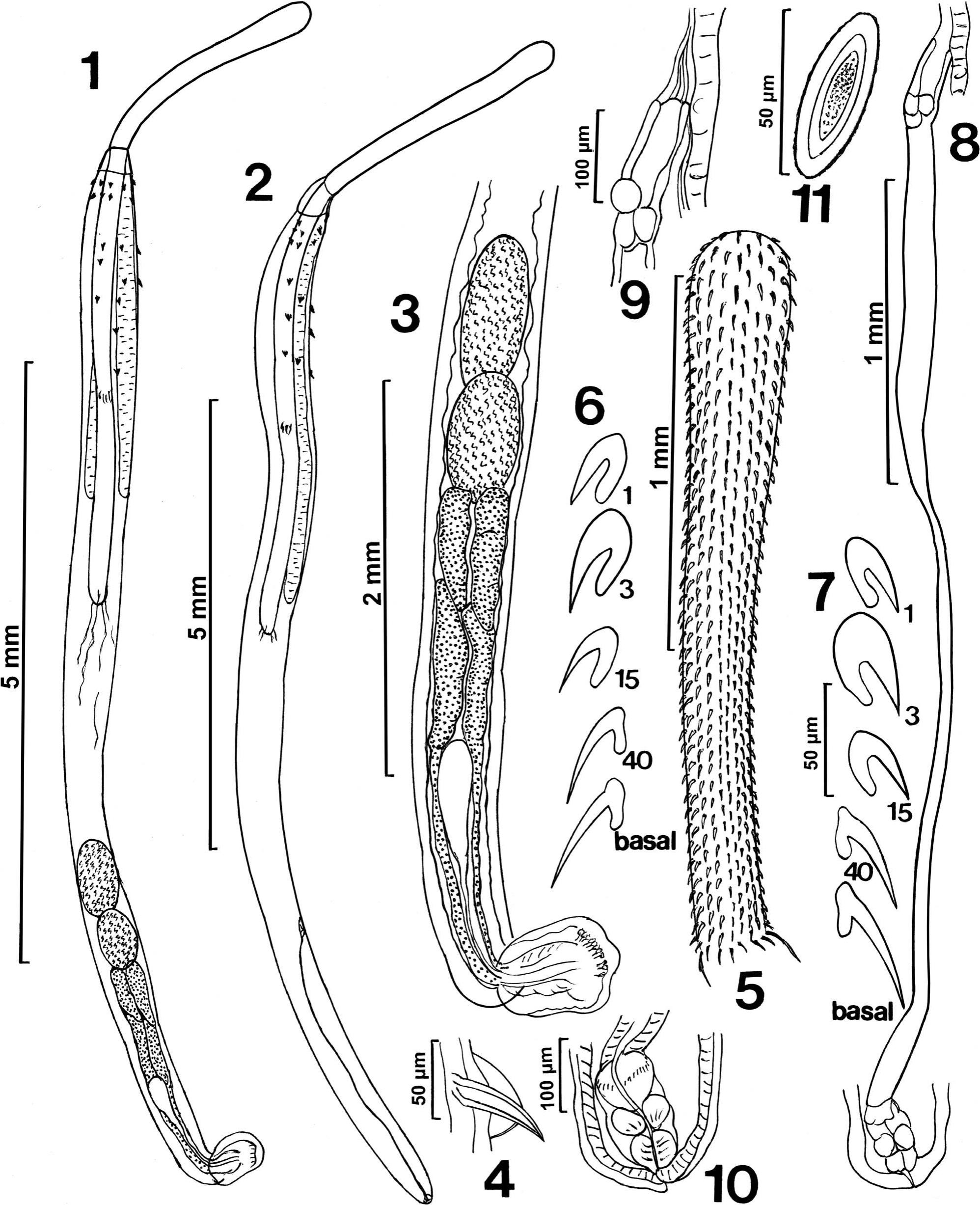 Morphological And Molecular Description Of Rhadinorhynchus Hiansi Soota And Bhattacharya 1981 Acanthocephala Rhadinorhynchidae From Marine Fish Off The Pacific Coast Of Vietnam