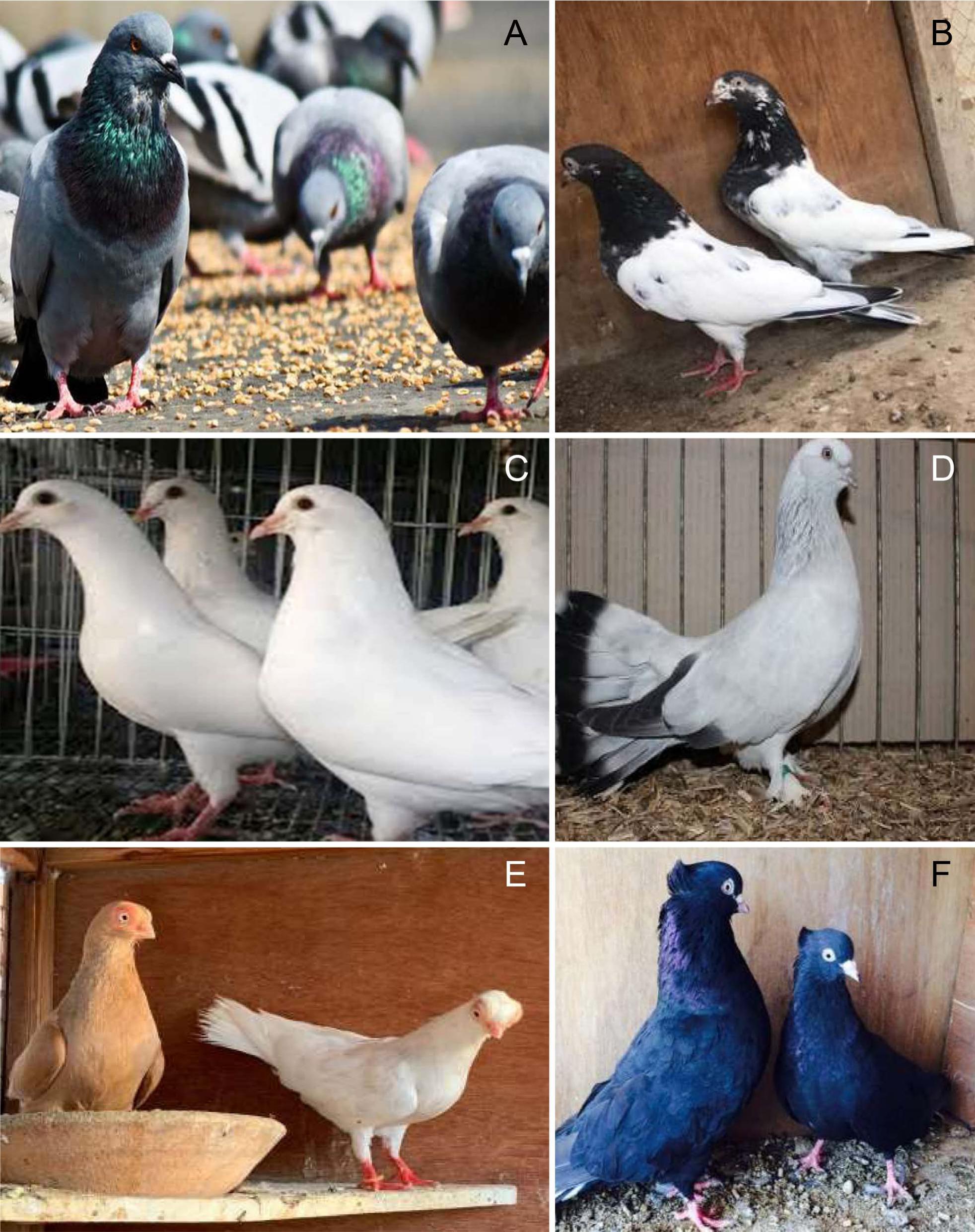 Ectoparasites And Intestinal Helminths Of Pigeons In Medina Saudi Arabia