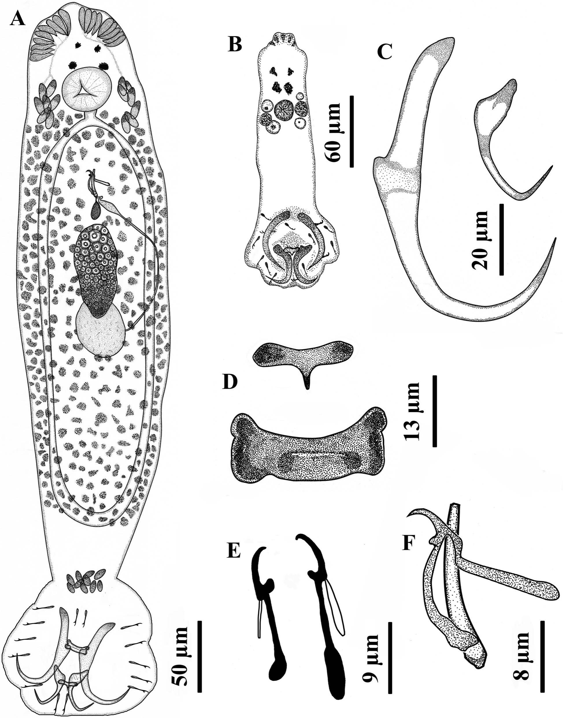 Urocleidus sayani n. sp. (Monogenea: Dactylogyridae) from Gills of ...