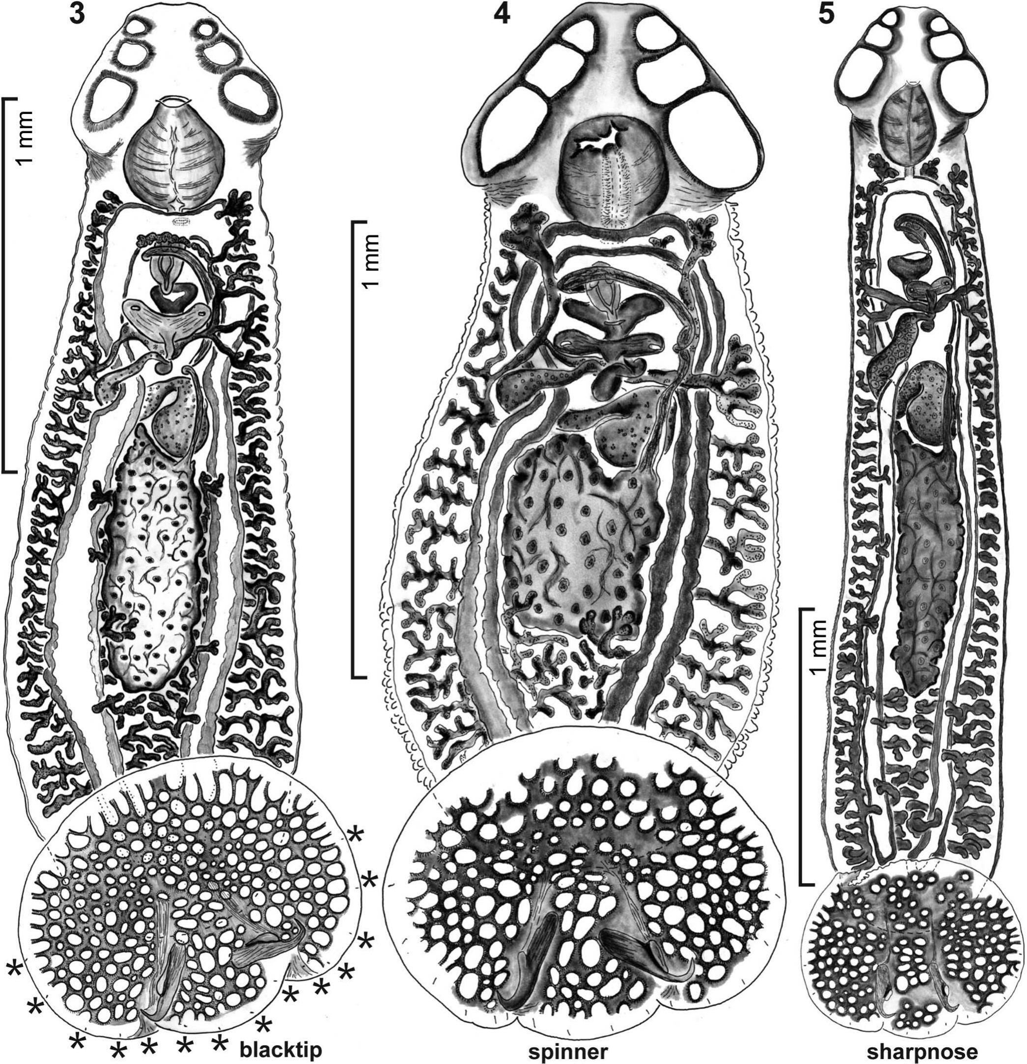 Redescription of Cathariotrema selachii (MacCallum, 1916) Johnston and ...