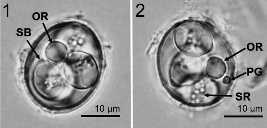 A New Species of Eimeria (Apicomplexa: Eimeriidae) from the Olive ...