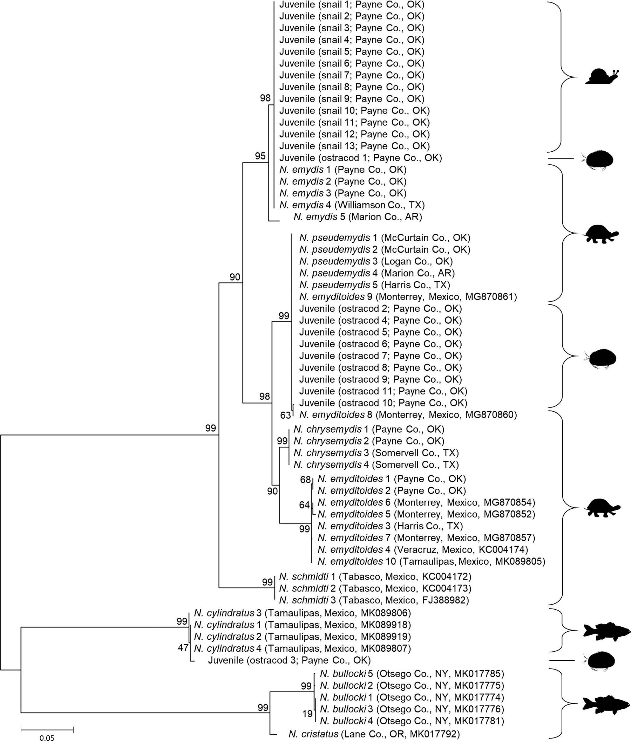 Molecular Identification of Juvenile Neoechinorhynchus spp. (Phylum ...