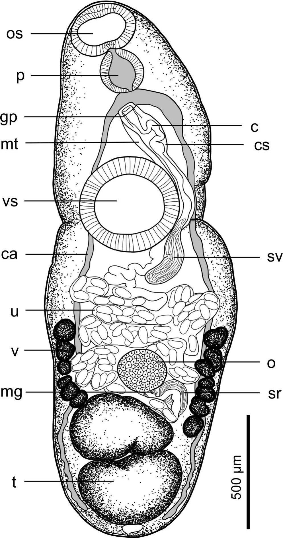 Philophthalmus hechingeri n. sp. (Digenea: Philophthalmidae), a Human ...