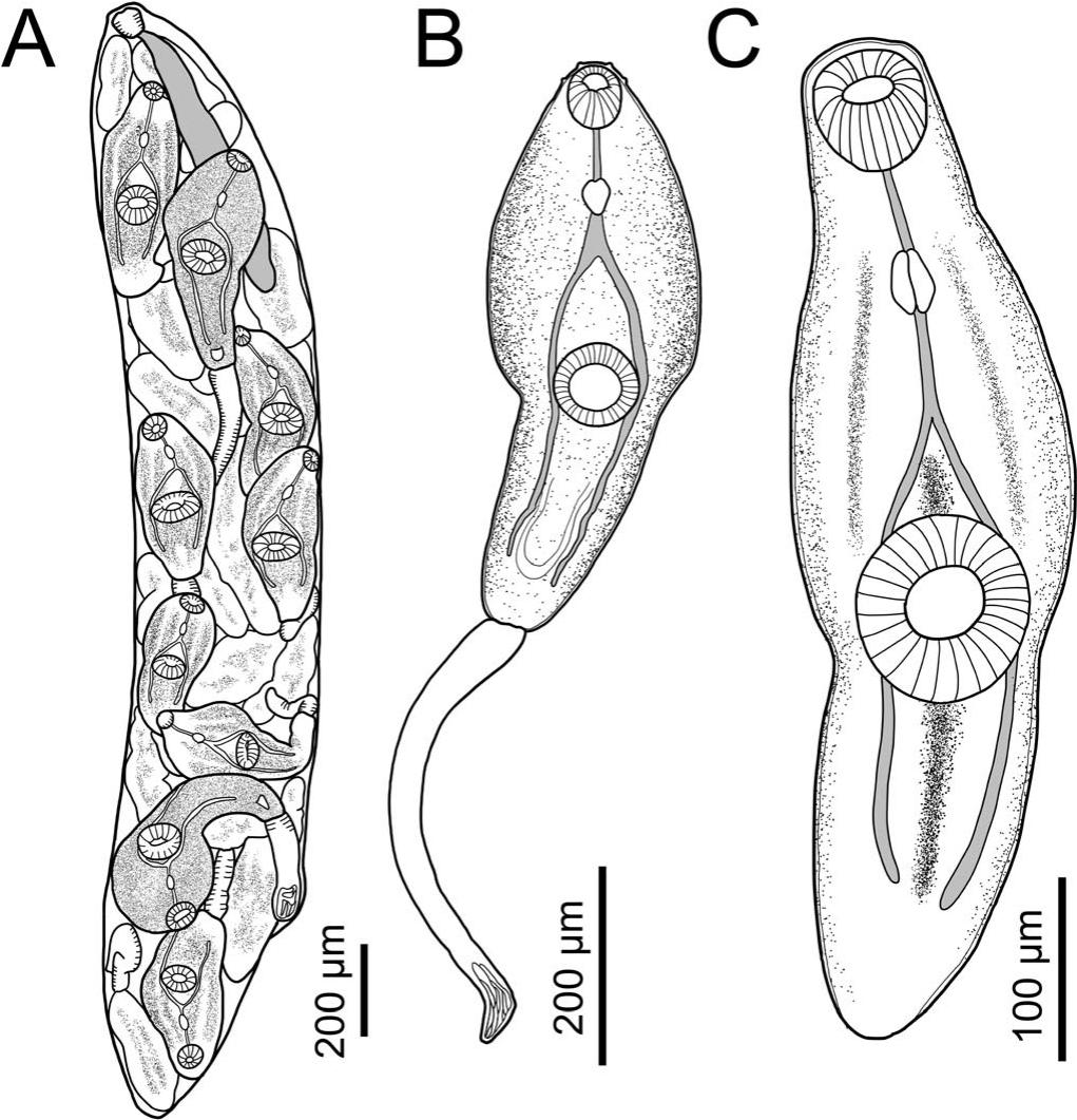 Philophthalmus hechingeri n. sp. (Digenea: Philophthalmidae), a Human ...