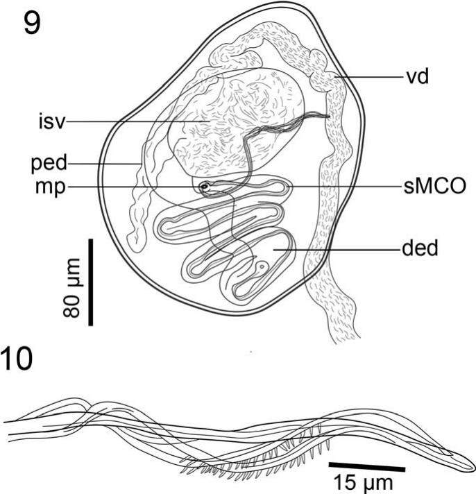 Peruanocotyle pelagica n. sp. (Monogenea: Monocotylidae), Parasite of ...