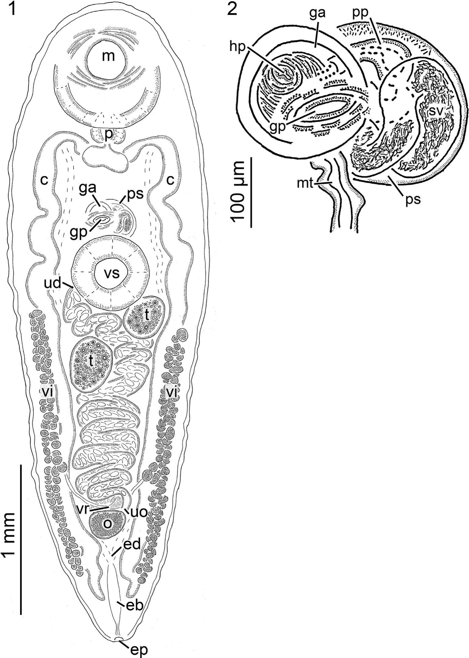 Azygiid Parasites of North American Endemic Pleurocerids and ...