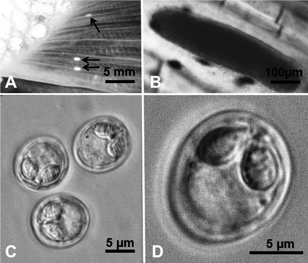 A New Species Of Myxobolus (Cnidaria: Myxosporea: Myxobolidae) From The ...