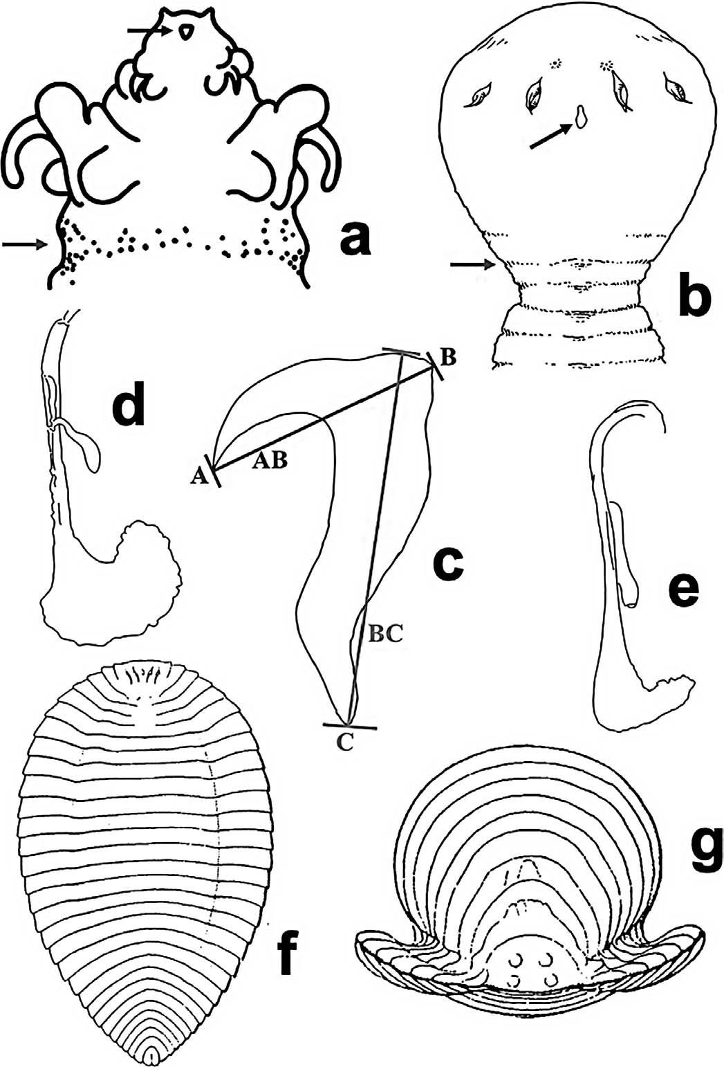 Tongue Worm (Pentastomida) Parasites of North American Herpetofauna Checklist of Species, Identification Key, and New State and Host Records from Mexico photo