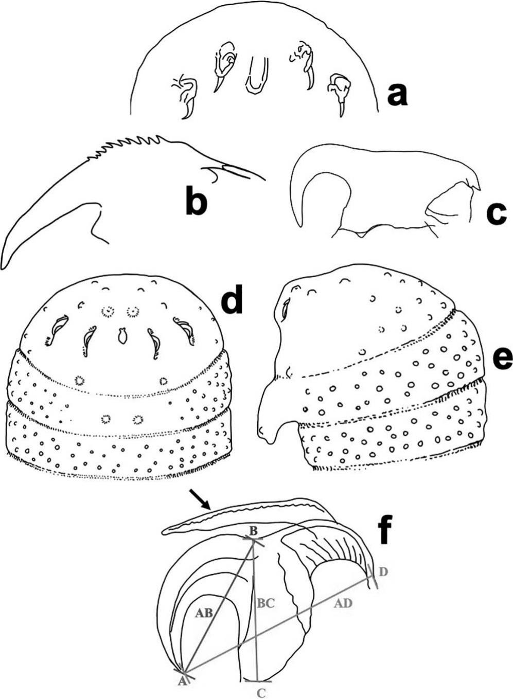 Tongue Worm (Pentastomida) Parasites of North American Herpetofauna Checklist of Species, Identification Key, and New State and Host Records from Mexico image