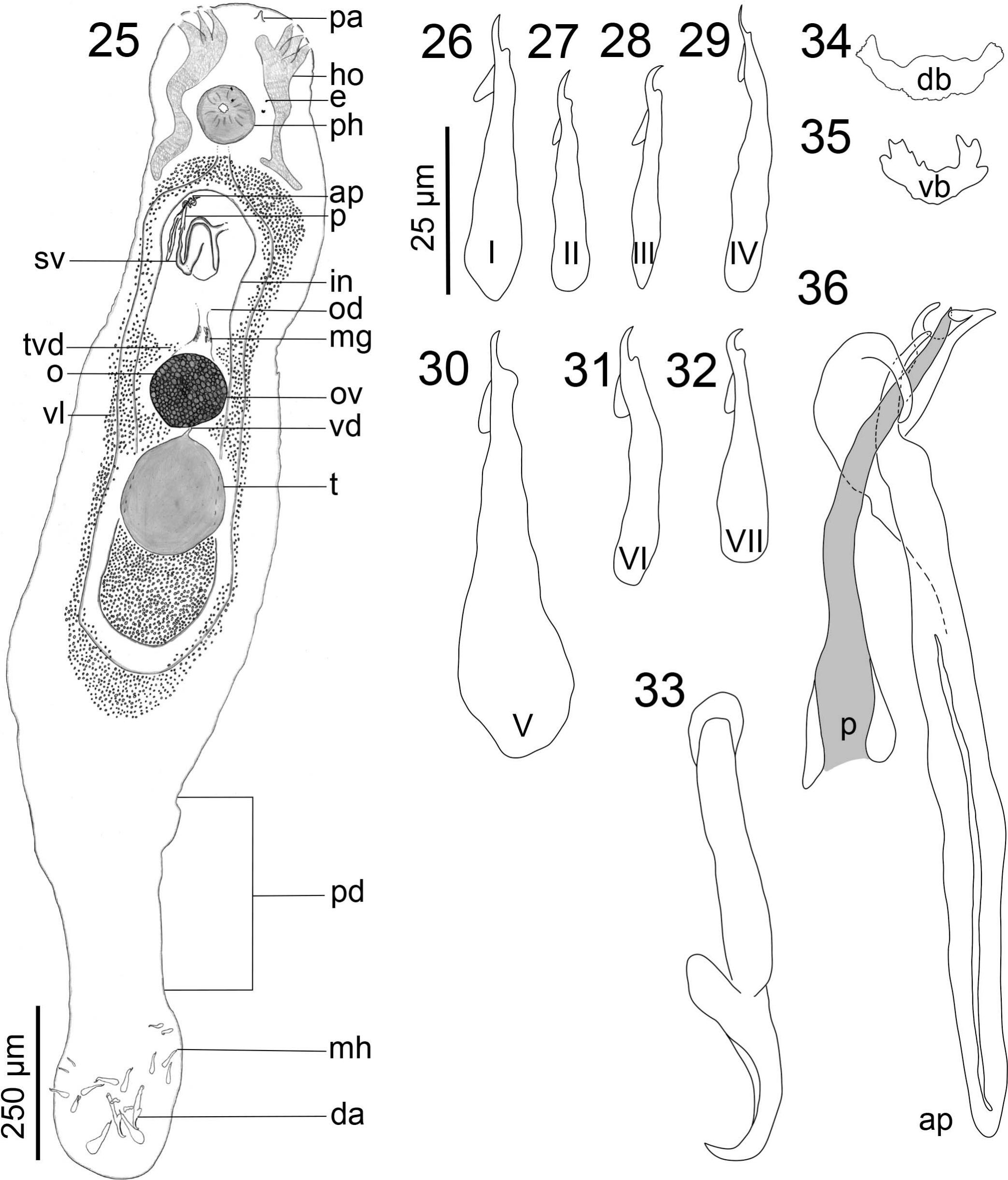 First Record of a Parasite, Dactylogyrus cf. skrjabini (Monogenoidea:  Dactylogyridae), Infecting Invasive Silver Carp, Hypophthalmichthys  molitrix (Valenciennes, 1844) (Cypriniformes: Xenocyprididae) in North  America