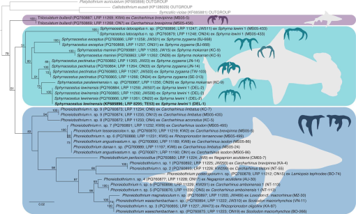 Sisters Parasitizing Sisters: On the Onchobothriidean Tapeworms of
