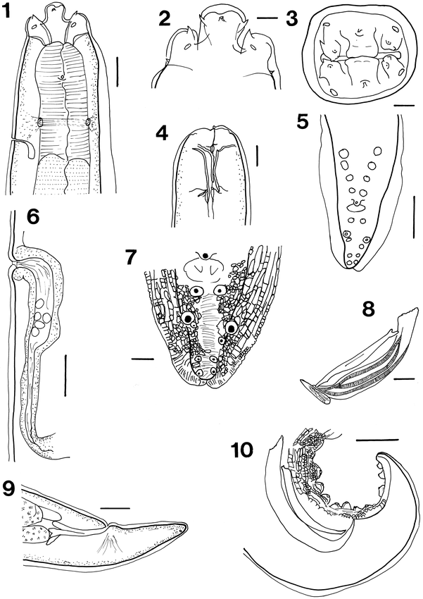 PROTOSPIRURA KAINDIENSIS N. SP. (SPIRURA: SPIRURIDAE) AND OTHER ...