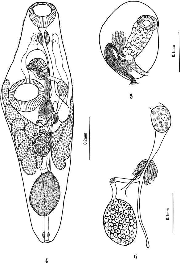 TWO NEW SPECIES OF PSEUDOHAPLADENA YAMAGUTI, 1952 (DIGENEA ...