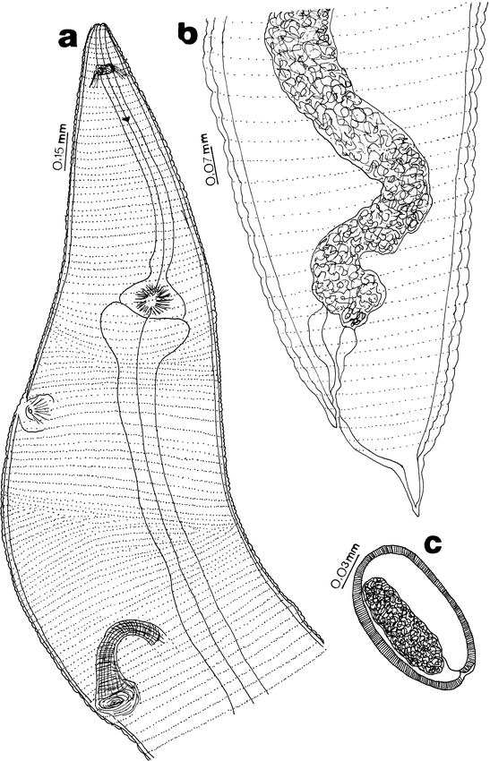 PARAPHARYNGODON RIOJENSIS N. SP. (NEMATODA: PHARYNGODONIDAE) FROM THE ...