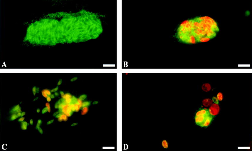 NEOSPORA CANINUM IN VITRO: EVIDENCE THAT THE DESTINY OF A ...