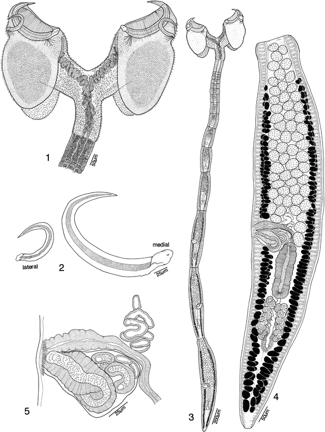 TWO NEW SPECIES OF YORKERIA (TETRAPHYLLIDEA: ONCHOBOTHRIIDAE) FROM ...