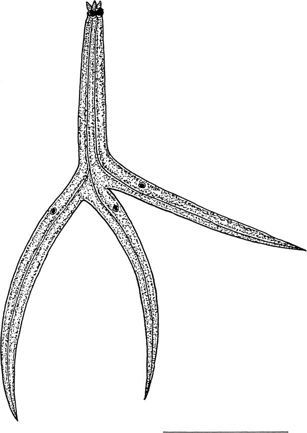 Detection Of Myxozoan Parasites In Oligochaetes Imported As - 