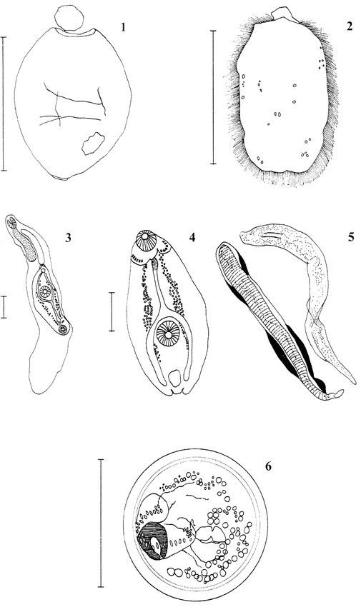 ECHINOSTOMA LUISREYI N. SP. (PLATYHELMINTHES: DIGENEA) BY LIGHT AND ...