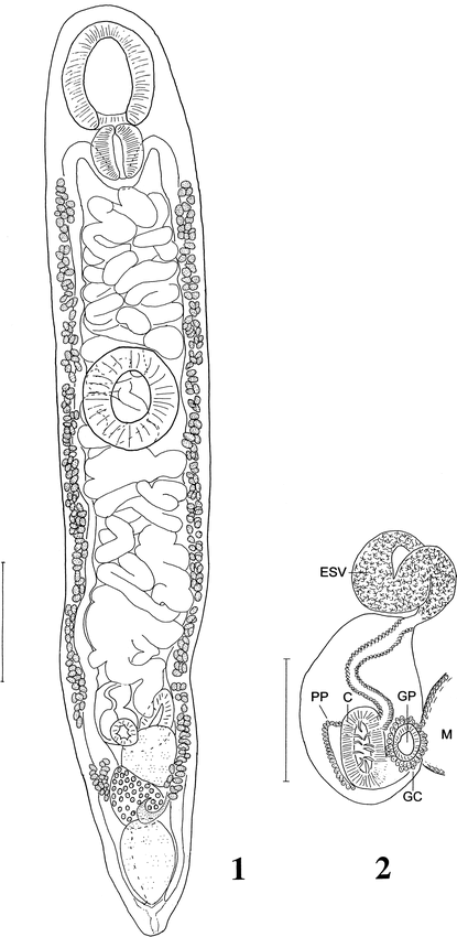 TINAMUTREMA CANOAE N. GEN. ET N. SP. (TREMATODA: DIGENEA: STRIGEIFORMES ...