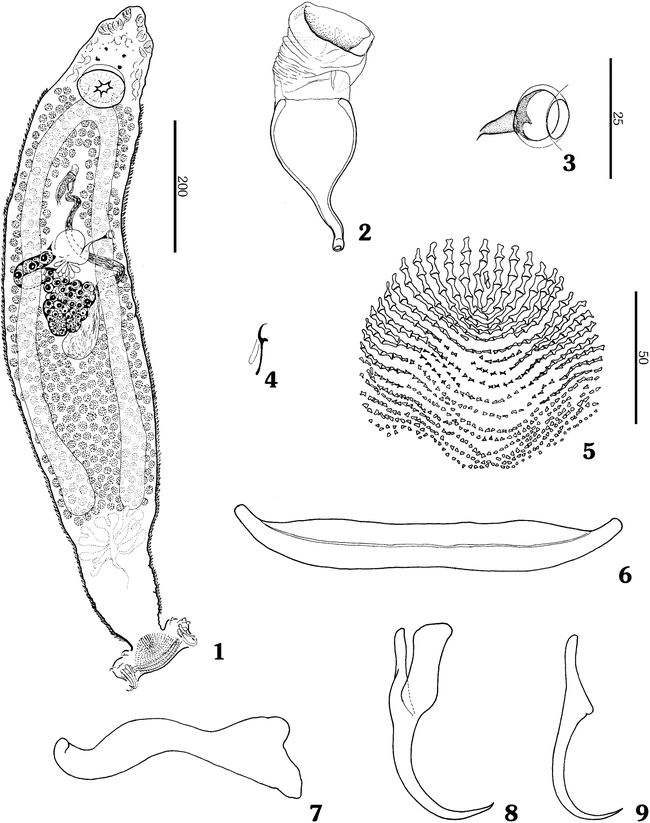 NEOTROPICAL MONOGENOIDEA. 43. DIPLECTANUM MONTICELLII N. SP ...