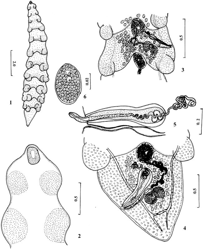 PARABOTHRIOCEPHALUS PSENOPSIS N. SP. (EUCESTODA: PSEUDOPHYLLIDEA) IN ...