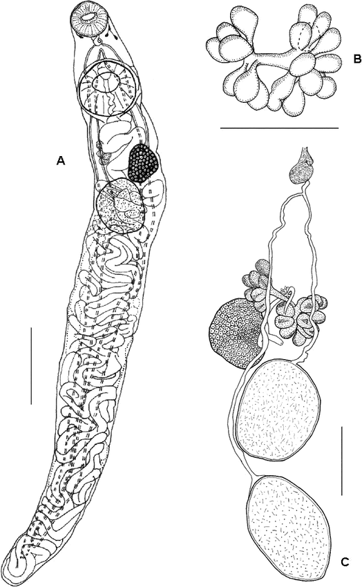 Species Of Gorgoderina (digenea: Gorgoderidae) In Rana Vaillanti And 