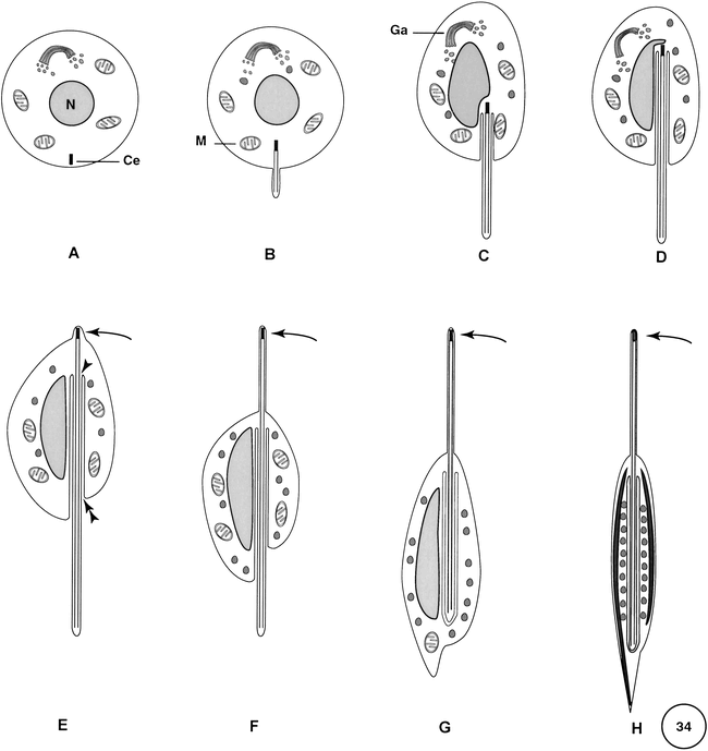 ULTRASTRUCTURE OF SPERMIOGENESIS AND THE SPERMATOZOON OF ...