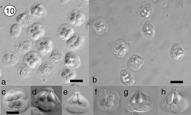 Kudoa Iwatai Myxosporea Multivalvulida In Wild And Cultured Fish In The Red Sea Redescription And Molecular Phylogeny