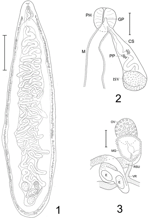 A NEW SPECIES OF NEOHAEMATOTREPHUS (DIGENEA: ECHINOSTOMIFORMES ...