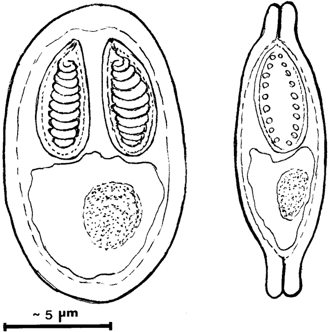 A NEW MYXOZOAN PARASITE FROM THE AMAZONIAN FISH METYNNIS ARGENTEUS ...