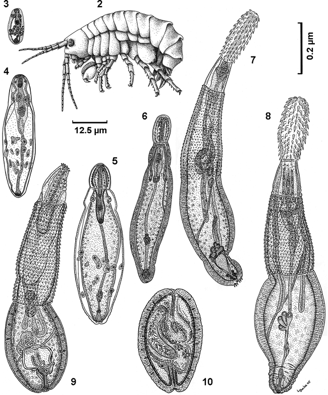 VIRULENCE OF CORYNOSOMA CONSTRICTUM (ACANTHOCEPHALA: POLYMORPHIDAE) IN ...