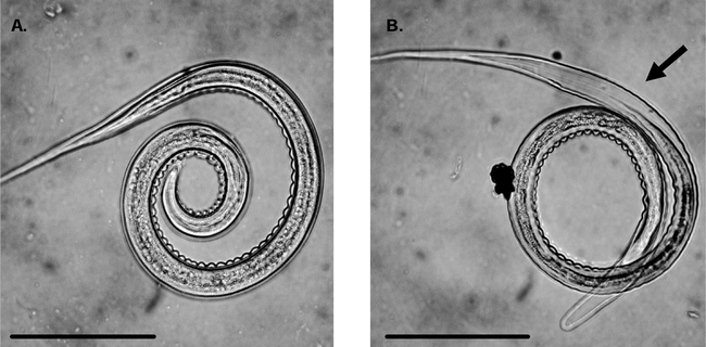 ANHYDROBIOSIS INCREASES SURVIVAL OF TRICHOSTRONGYLE NEMATODES