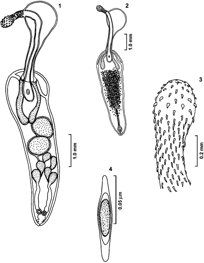 A NEW SPECIES OF POMPHORHYNCHUS (ACANTHOCEPHALA: PALAEACANTHOCEPHALA ...