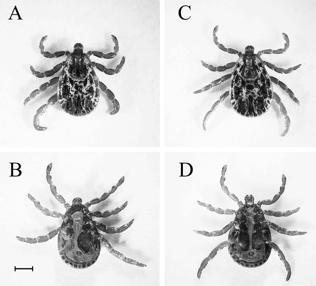 Abnormal Morphology of an Adult Rocky Mountain Wood Tick, Dermacentor ...