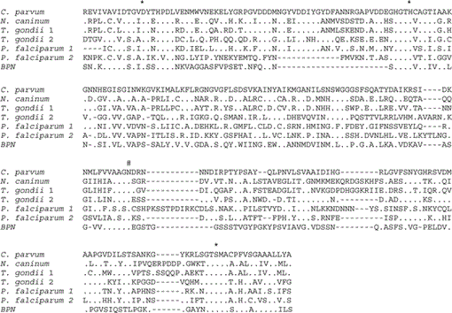 Characterization Of Subtilase Protease In Cryptosporidium Parvum And C Hominis