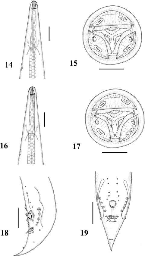 TWO NEW HETERAKID (NEMATODA) SPECIES FROM KINIXYS EROSA (SCHWEIGGER ...