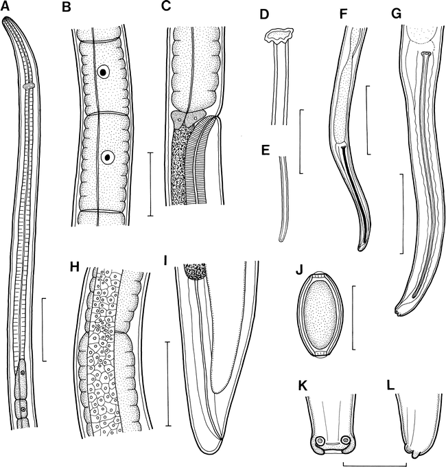 A NEW SPECIES OF PARACAPILLARIA (NEMATODA: CAPILLARIIDAE) FROM THE ...