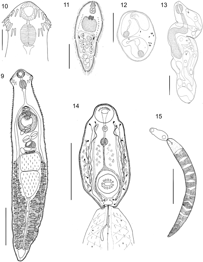 LIFE CYCLE OF STEPHANOPRORA URUGUAYENSE (DIGENEA: ECHINOSTOMATIDAE) IN ...