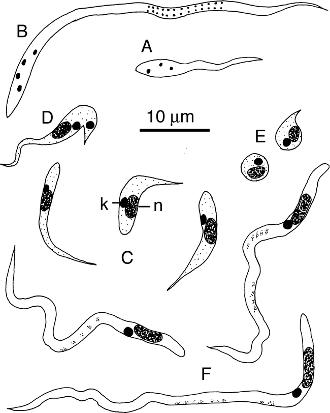 Hemoflagellates Of Oregon Marine Fishes With The Description Of New