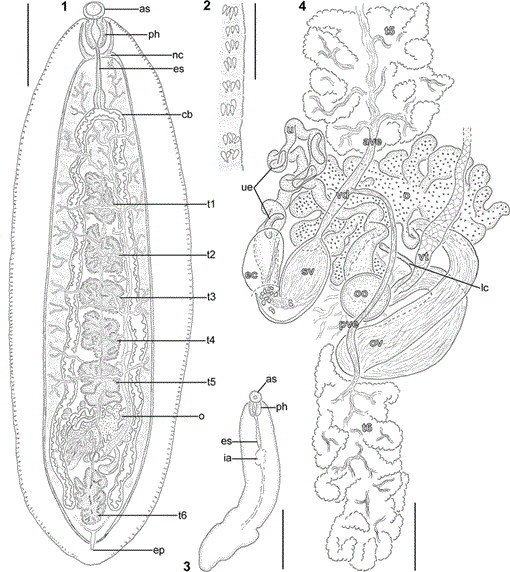 vasa efferentia plathelminthes)