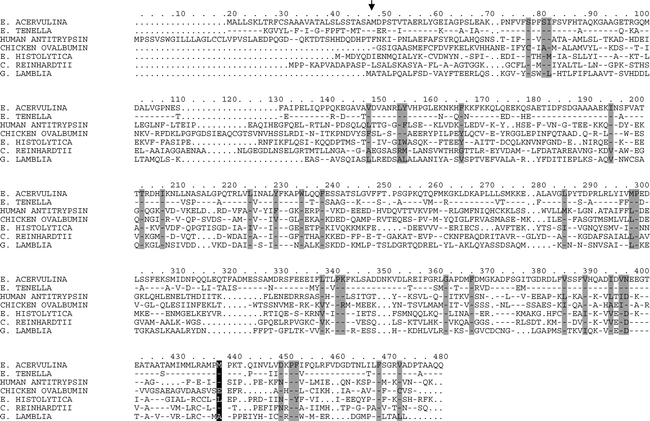 Identification And Characterization Of A Serpin From Eimeria Acervulina