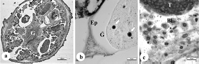 Myzobdella Platensis (Hirundinida: Piscicolidae) is True Parasite of ...