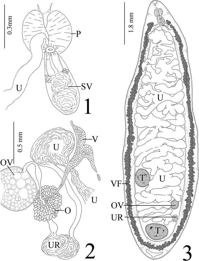 A New Cyclocoelid (digenea) Genus From The Grey-winged Trumpeter 