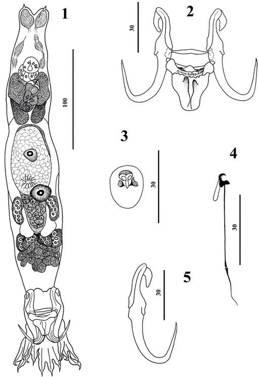 Two New Species Of Gyrodactylus Von Nordmann, 1832 (Monogenea ...